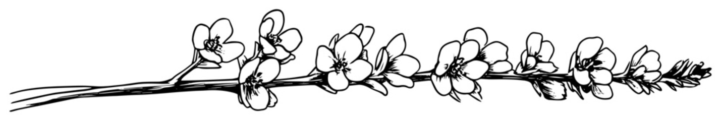 hand drawn blooming cherry blossom branch sketch illustration © Kaz