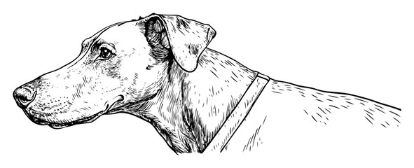 dog head profile portrait hand drawn sketch © Kaz