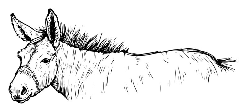 hand drawn donkey head sketch illustration