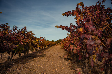 Vibrant Golden Autumn Vineyards near La Vid, Ribera del Duero Wine Region, Spain