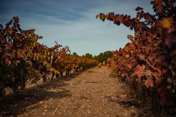 Vibrant Golden Autumn Vineyards near La Vid, Ribera del Duero Wine Region, Spain
