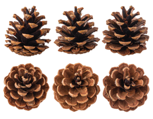 Set of Six Pinecones Showing Various Textures and Shapes of Autumnal Coniferous Tree Fruits Isolated Against Transparent Backdrop for Decorational and Natural Themed Creative Projects