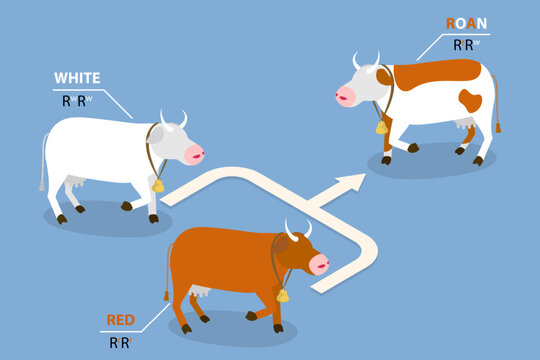 3D Isometric Flat Vector Illustration of Codominance, Diagram Outlining Inheritance Of Heterozygote Expression With Co-Dominant Alleles