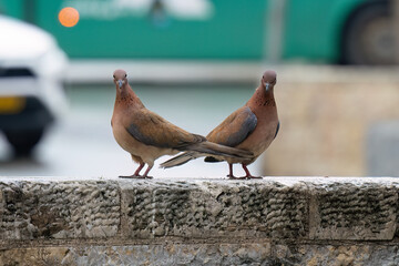 A Pair of Laughing Doves