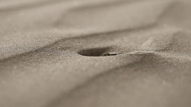 A sand wasp making a nesting borrow in the desert sands of Thar desert in India