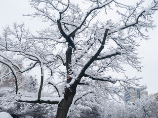 A snow-covered tree stands tall against a winter backdrop, showcasing intricate branches coated in white frost and surrounded by a tranquil, snowy landscape.