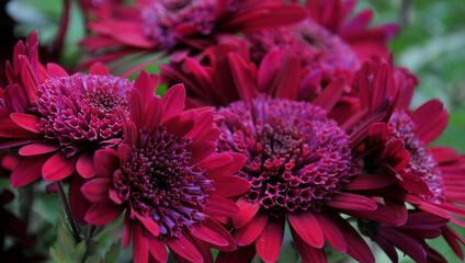 Gerbera, blossoms, green leaves and stems
