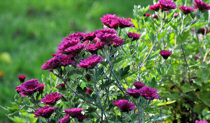 pink flowers in the garden