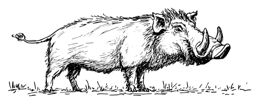 walking wild boar hand drawn sketch