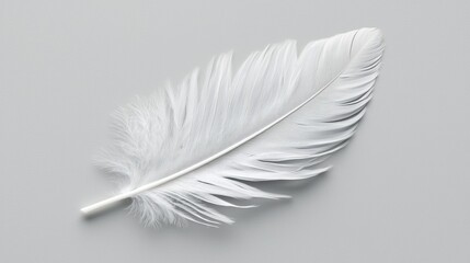 Obraz premium White Feathers