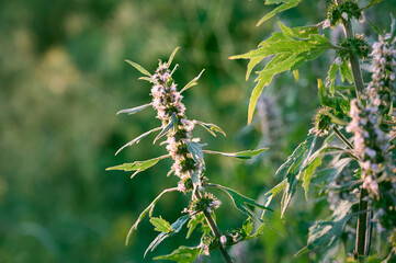 Leonurus cardiaca with purple flowers and green leaves  in summer garden.