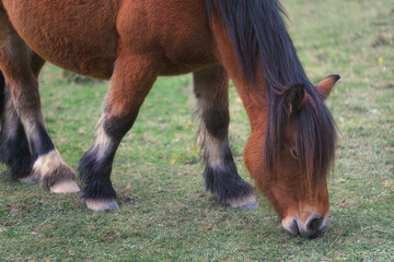 Rural Horse Feeding in a Green Meadow