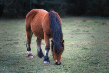 Wild Horse with Dark Mane Grazing