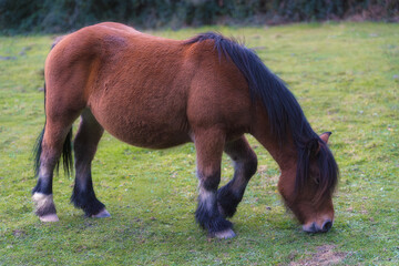 Peaceful Pony Eating Grass in Open Nature