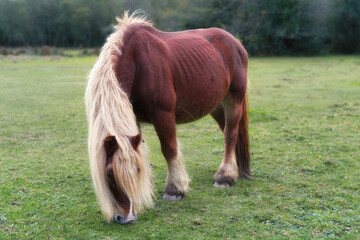 Horse with Long Mane Feeding Outdoors