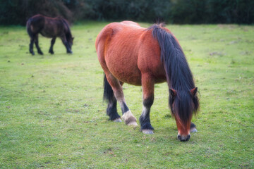 Rural Pony Grazing on Open Grassland