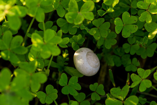 A white snail shell lies nestled in a bed of vibrant green clover leaves - Powered by Adobe