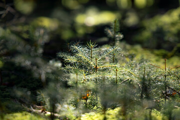 Waldboden in Nadelwald