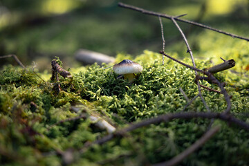 Waldboden in Nadelwald