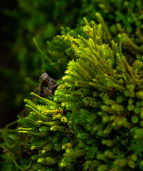 A carpet of lush green tree moss with the tips of the tallest ones highlighted by sunlight