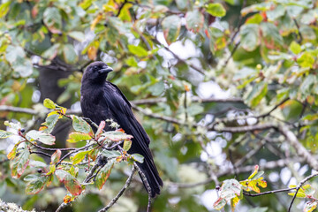Crow Perched on Leafy Branch in Vibrant Woodland Setting