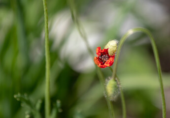 Visiting the red poppy.