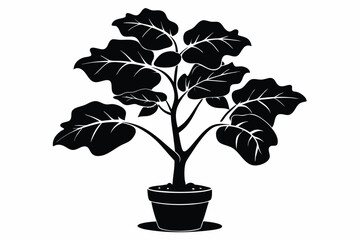 fiddle leaf fig black and white silhouette