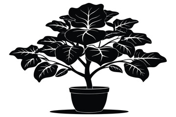 fiddle leaf fig black and white silhouette