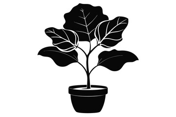 fiddle leaf fig black and white silhouette