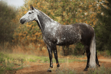Naklejka premium White horse