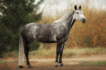 White horse