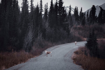 Caribou on the Denali Highway