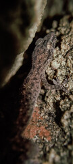 close up of a gecko