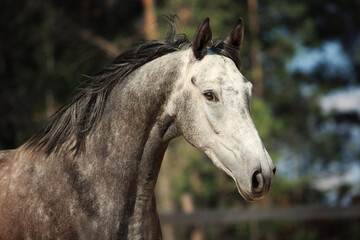 Obraz premium White horse