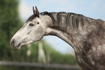 White horse
