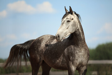 Obraz premium White horse