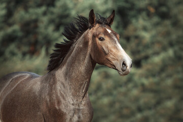 Fototapeta premium White horse