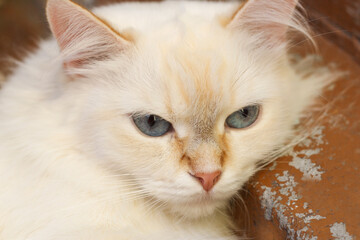The muzzle of a large white cat in close-up
