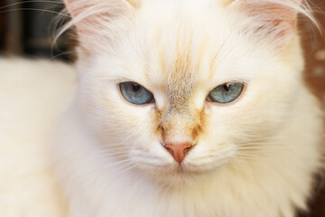 White fluffy cat close-up.