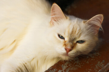 White fluffy cat close-up.
