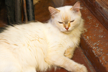 A big fluffy cat is lying on the old steps.