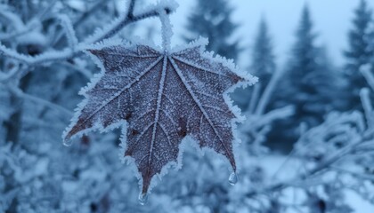 Closeup of frosty maple leaf hanging on branch in cold winter forest, tranquil seasonal nature background for autumn to winter transition theme