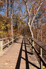 Fototapeta premium Long Worn Boardwalk in the Woods