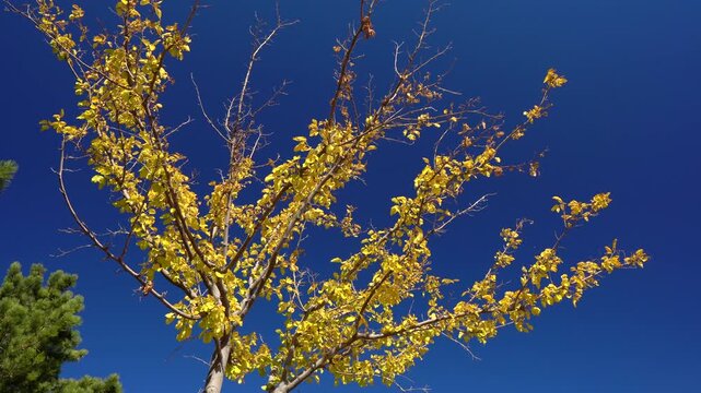 Trees and autumn flowers against the autumn sun. Landscapes of trees and flowers against a blue sky. Focus and depth of field are selective.