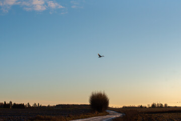 Lone swan flying over rural field and winding road at sunset beneath vast blue sky.