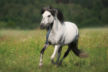 White horse
