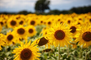 Sea of Sunflowers