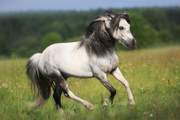 White horse
