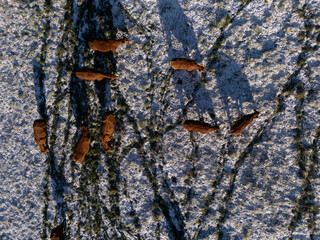 Kuh Herde - K&uuml;he auf einem winter Feld mit Schnee