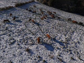 Kuh Herde - K&uuml;he auf einem winter Feld mit Schnee